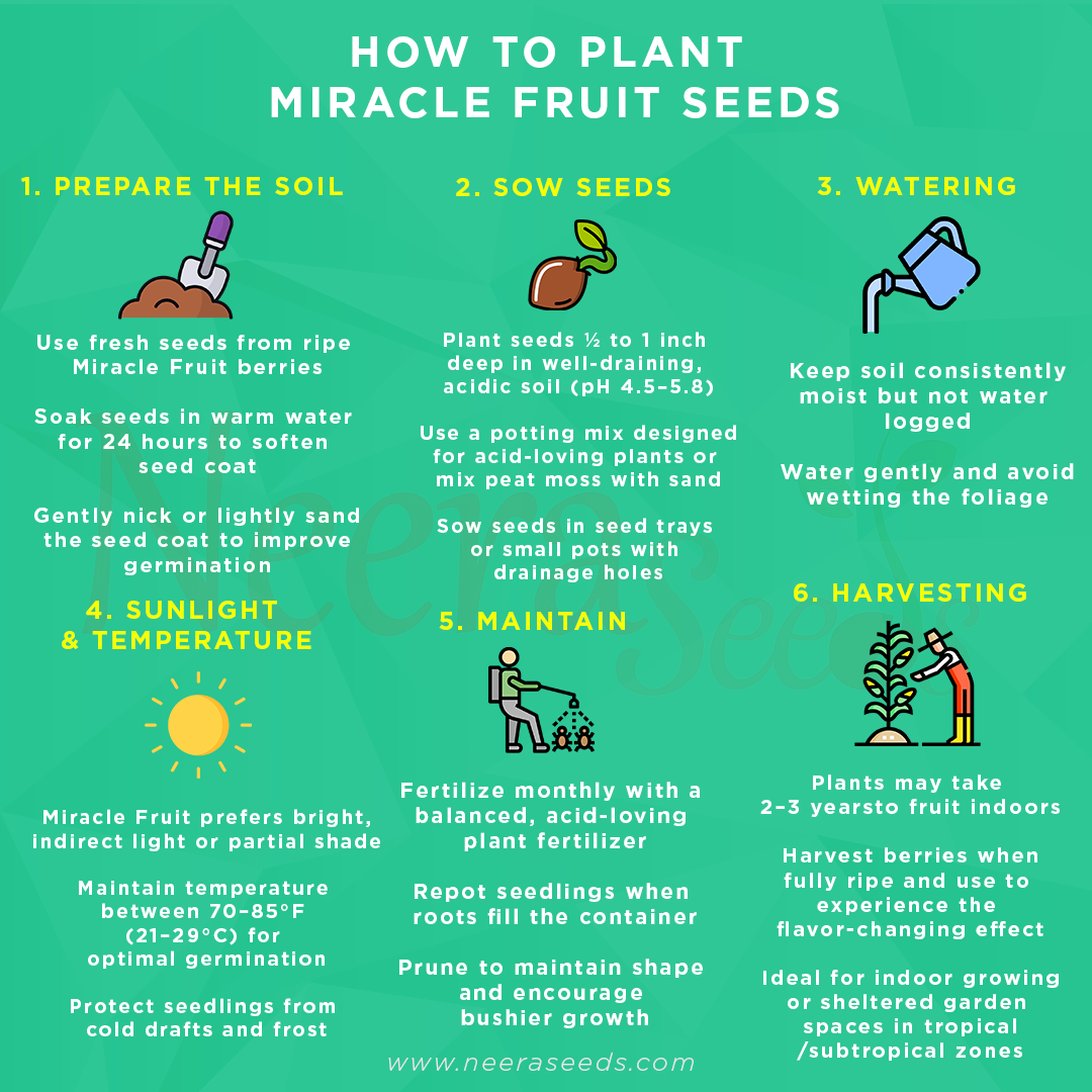 Miracle Fruit Seeds for Planting – Heirloom, Non-GMO Flavor-Changing Berry Tree for Home Garden & Indoor Growing