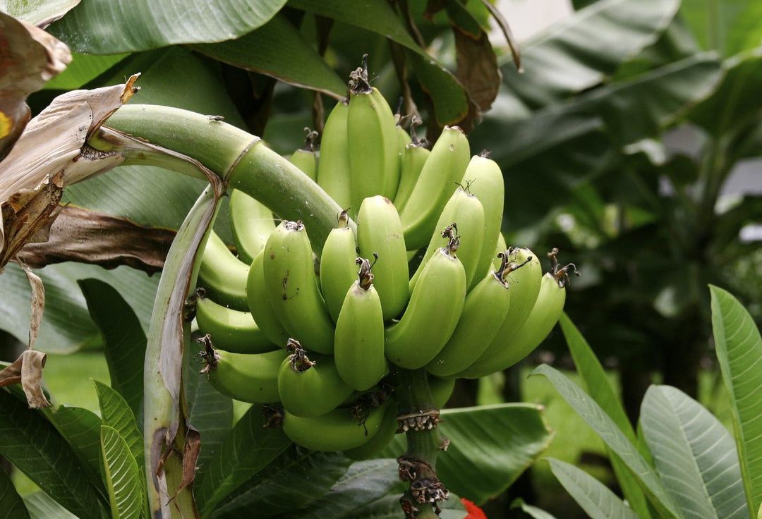 Green Plantain Plant Seeds for Planting-Nutritional and Tropical Gardens