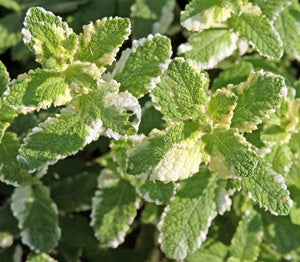 Variegated Pineapple Peppermint Plant Seeds- Organic Fresh Peppermint Seeds