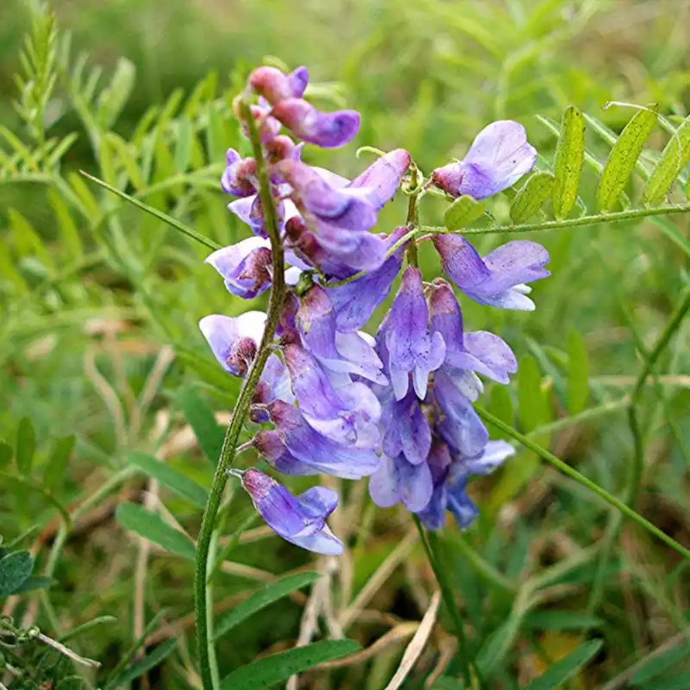 blue vetch flower seeds