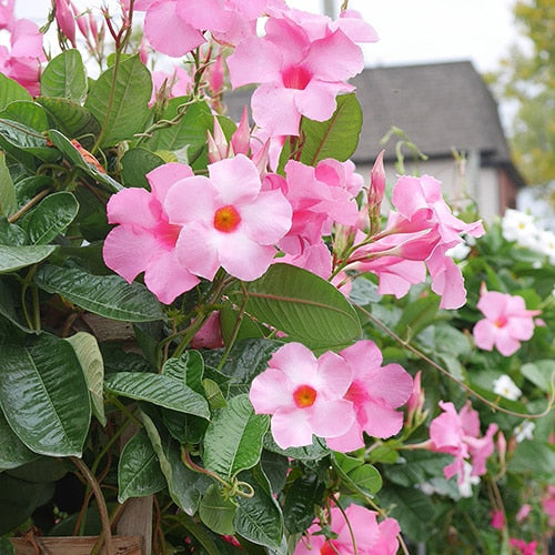 Mandevilla Sanderi Pink White Flower Seeds for Planting - Beautiful Flowers for Home Garden, Heirloom Seeds