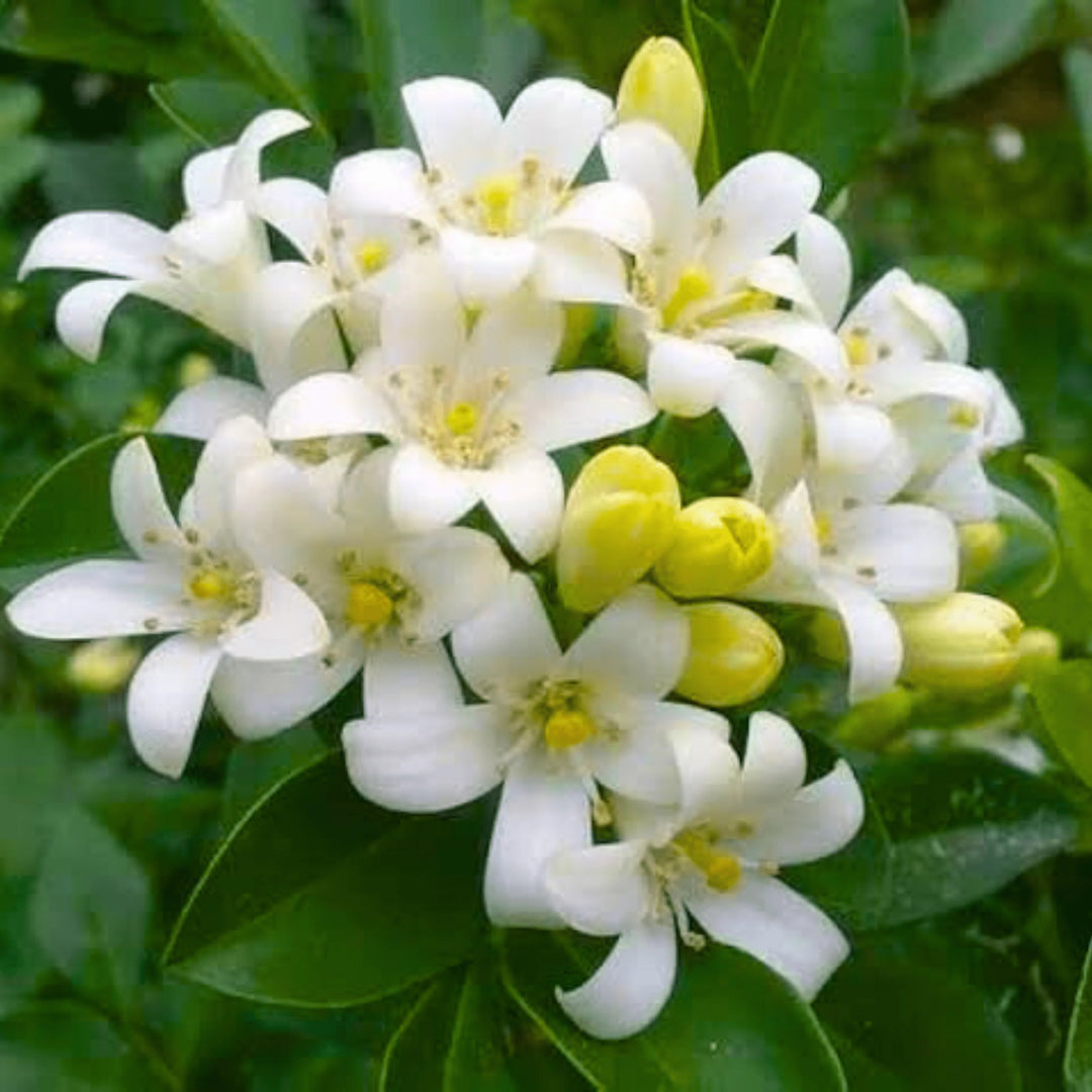 White Murraya Flower Seeds for Planting - 100 pcs