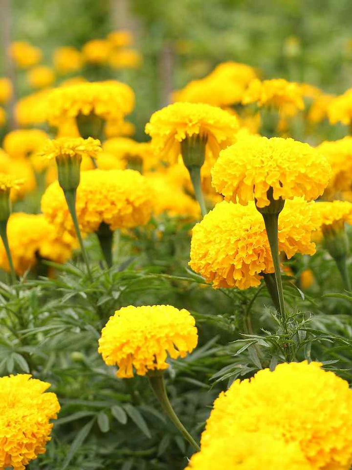 Morgenfrue Blomsterfrø til Plantning Gul 100 stk