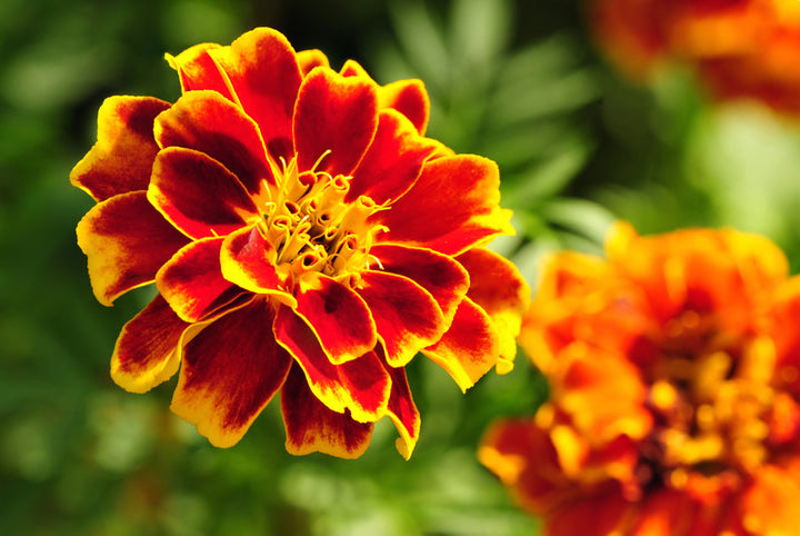 Heirloom Marigold Sparky Flower Seeds, Non-GMO Bright Blooms for Vibrant Garden Planting