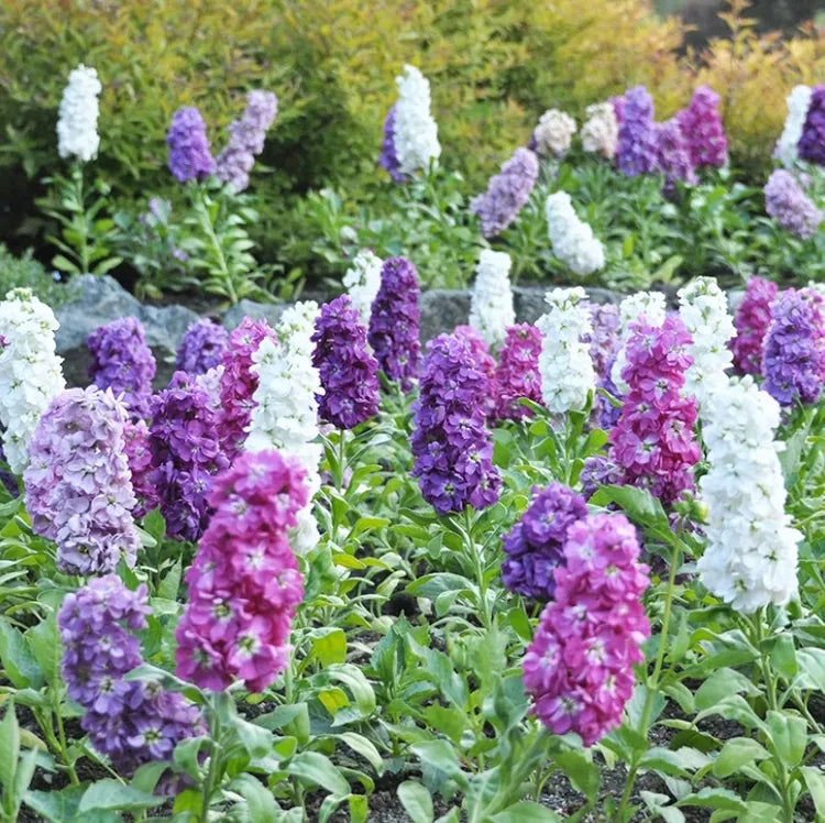 purple white flower seeds