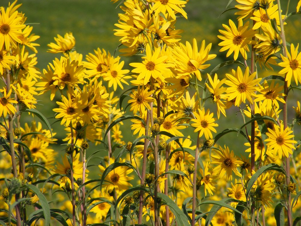 Gule Maximilian blomsterfrø til udplantning, friske, 100 stk