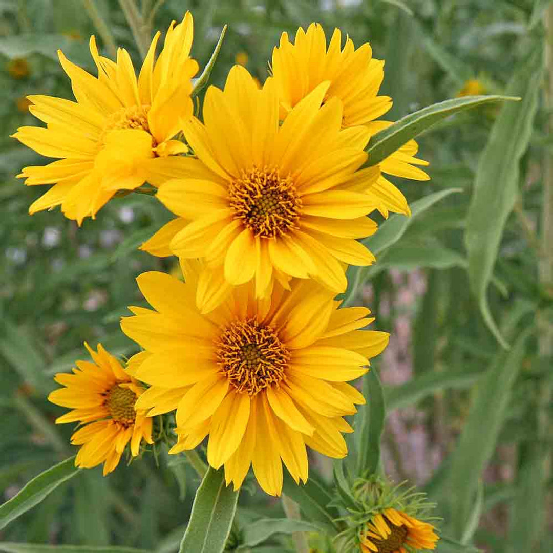 Maximilian Sunflower Flower Seeds Arvestykke Ikke-GMO til plantning