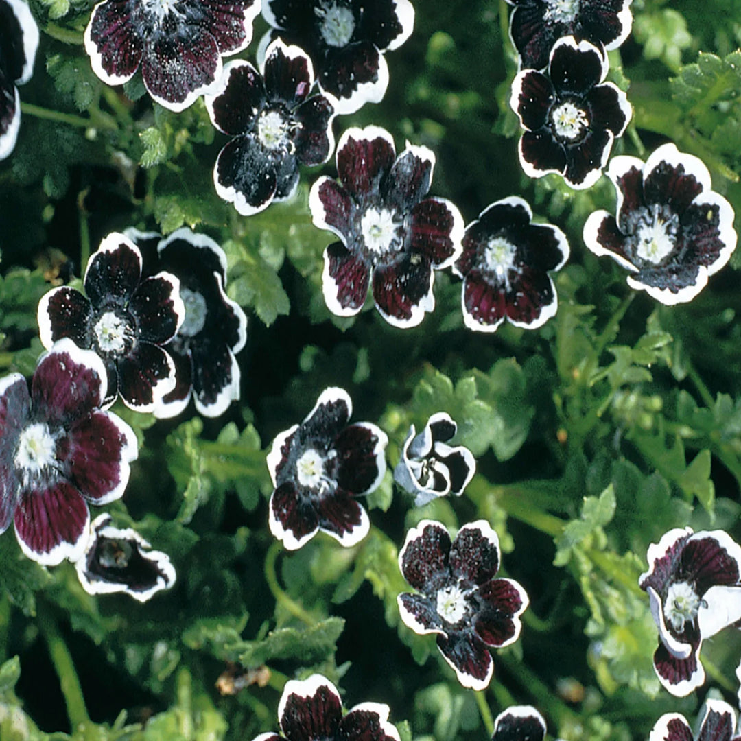 black menziesii flower seeds