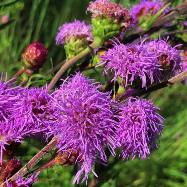 Liatris Ligulistylis Meadow Blazing Star Blomsterfrø til udplantning 100 stk