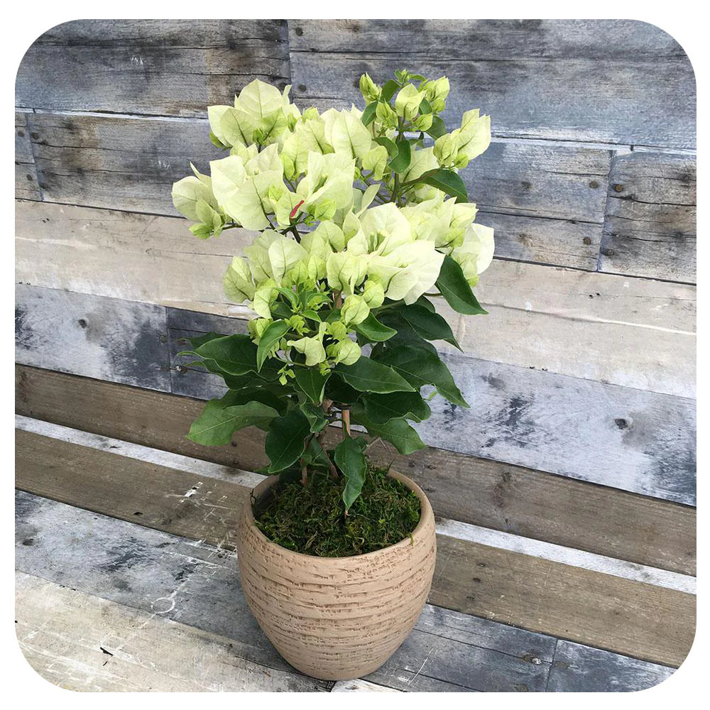 Green Bougainvillea Climbing Flower Seeds – Heirloom Non-GMO High Germination Organic Garden Vine Seeds