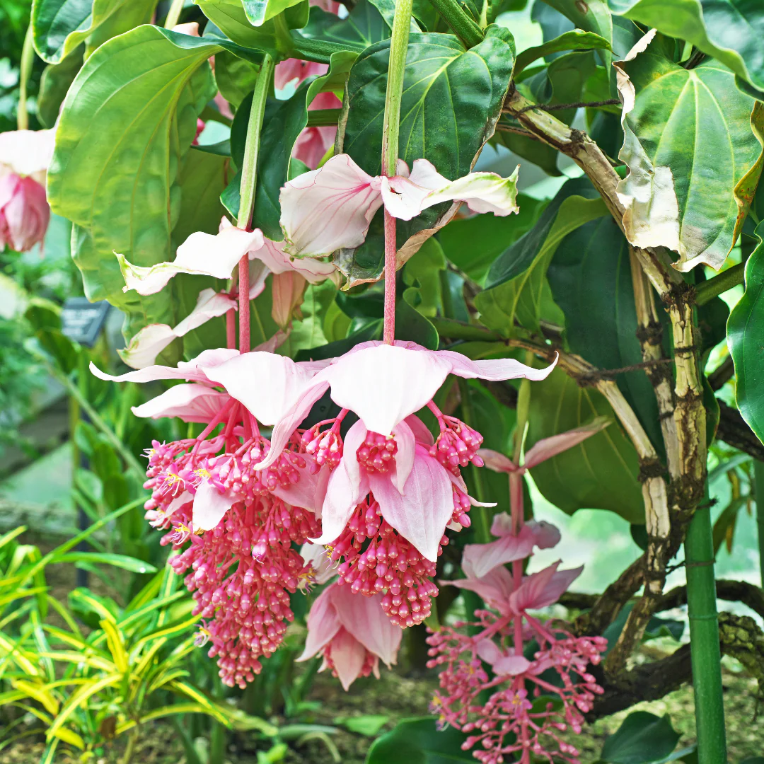 pink medinilla flower seeds