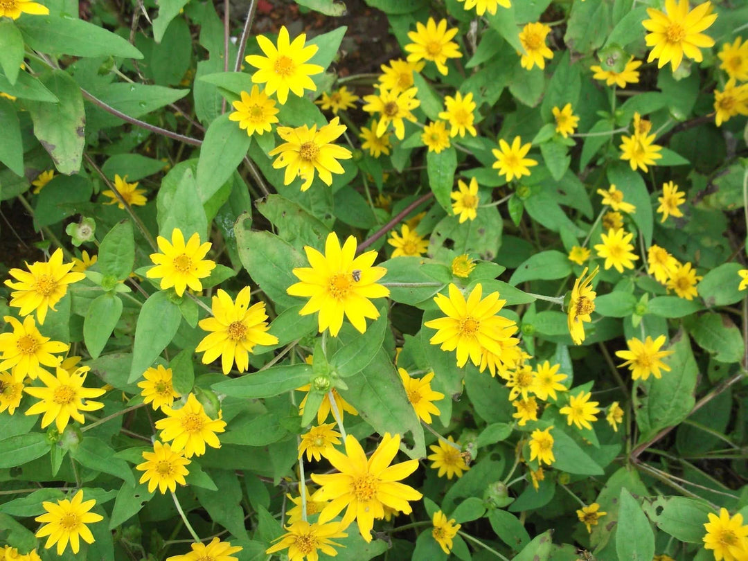 heirloom non flower seeds