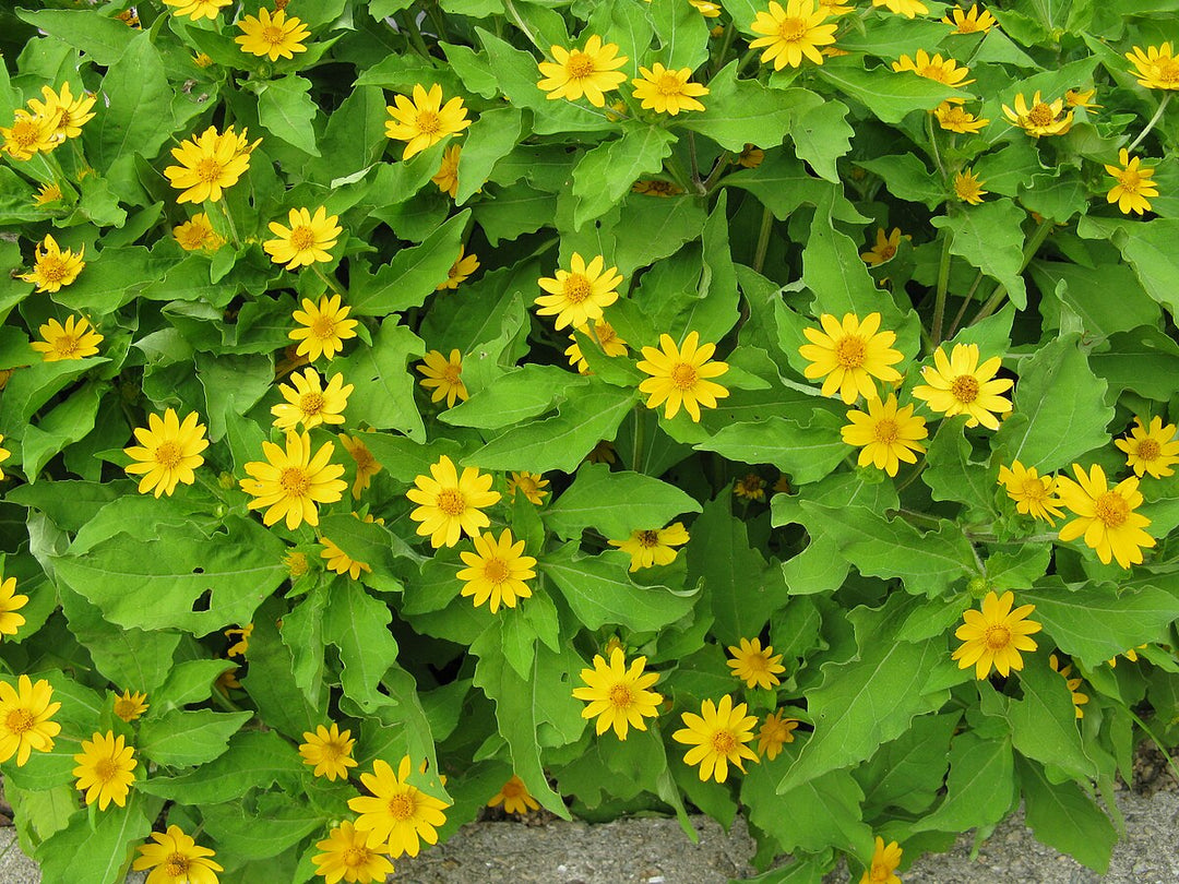 Heirloom Non-GMO Melampodium Paludosum Flower Seeds for Planting – Bright Compact Blooms for Garden Borders