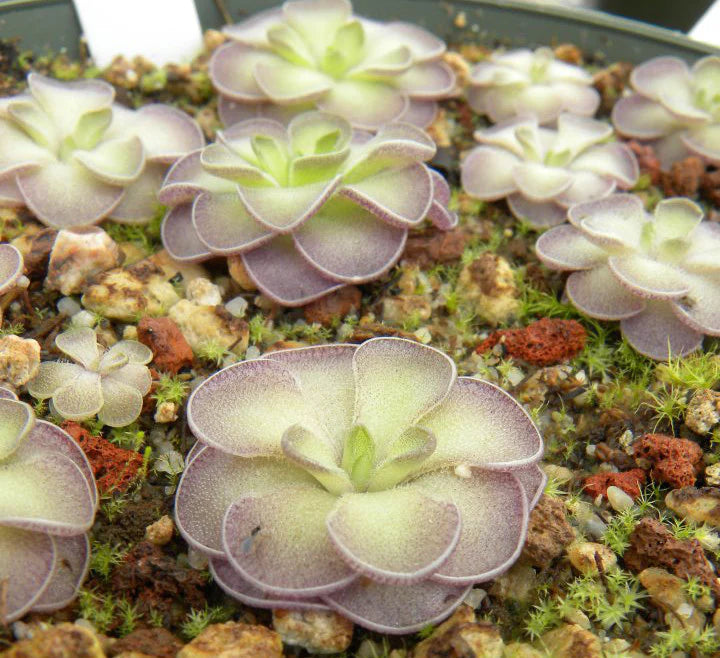 Pinguicula Moctezumae Butterwort Plantefrø til udplantning 100 stk