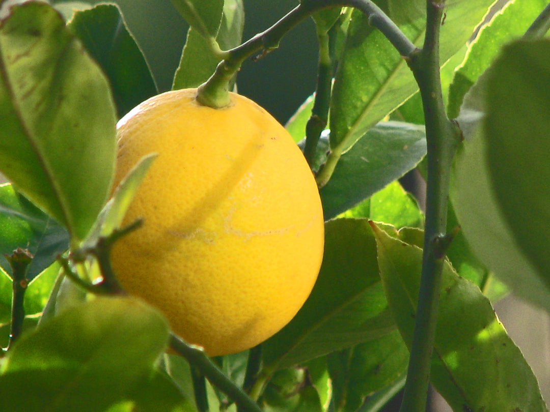 Citronplantefrø til dyrkning af friske og forfriskende citroner 100 stk