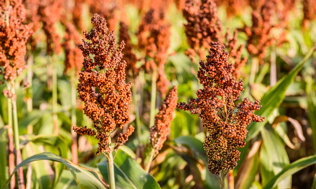 heirloom sorghum flower seeds