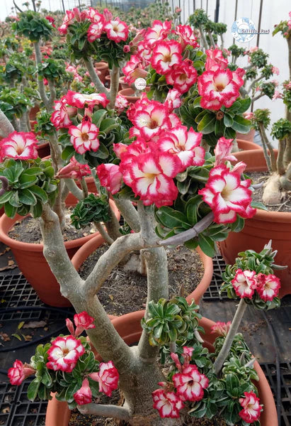 Red Adenium Obesum Flower Seeds for Planting – Heirloom, Non-GMO, High Germination Desert Rose Seeds