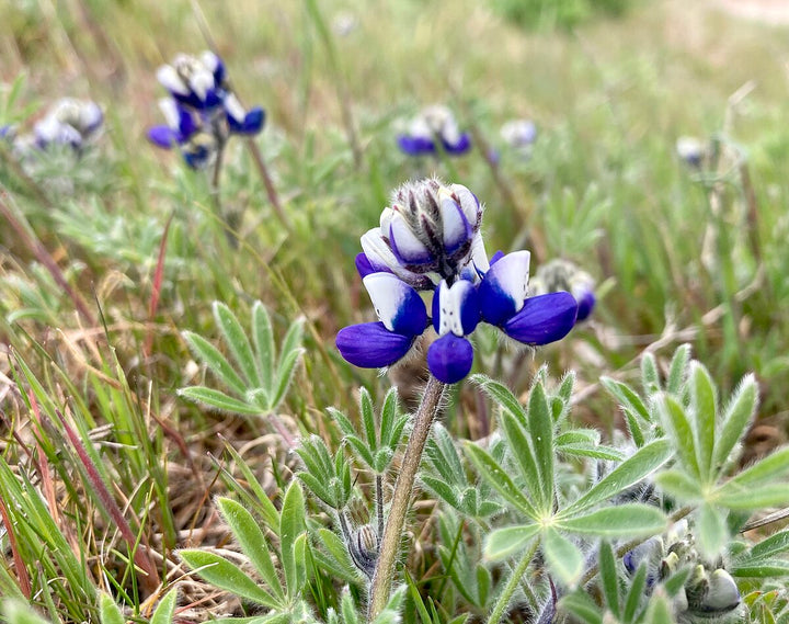 Bicolor Lupine (Lupinus bicolor) Flower Seeds for Planting – Non-GMO, Heirloom Garden Seeds
