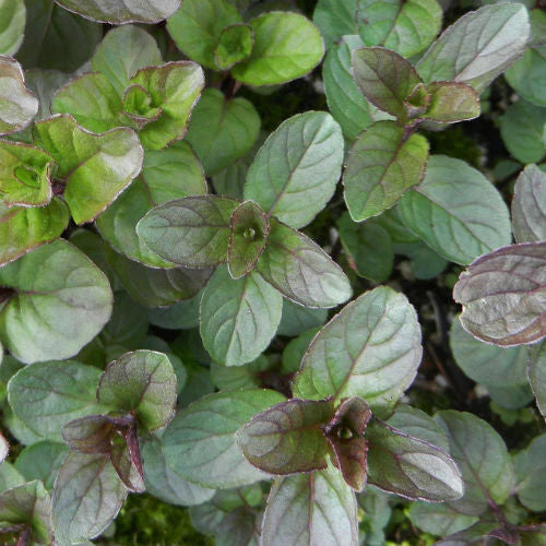 Chocolate Mint Herb Seeds – Fragrant & Flavorful-Heirloom & Non-GMO Seeds for planting