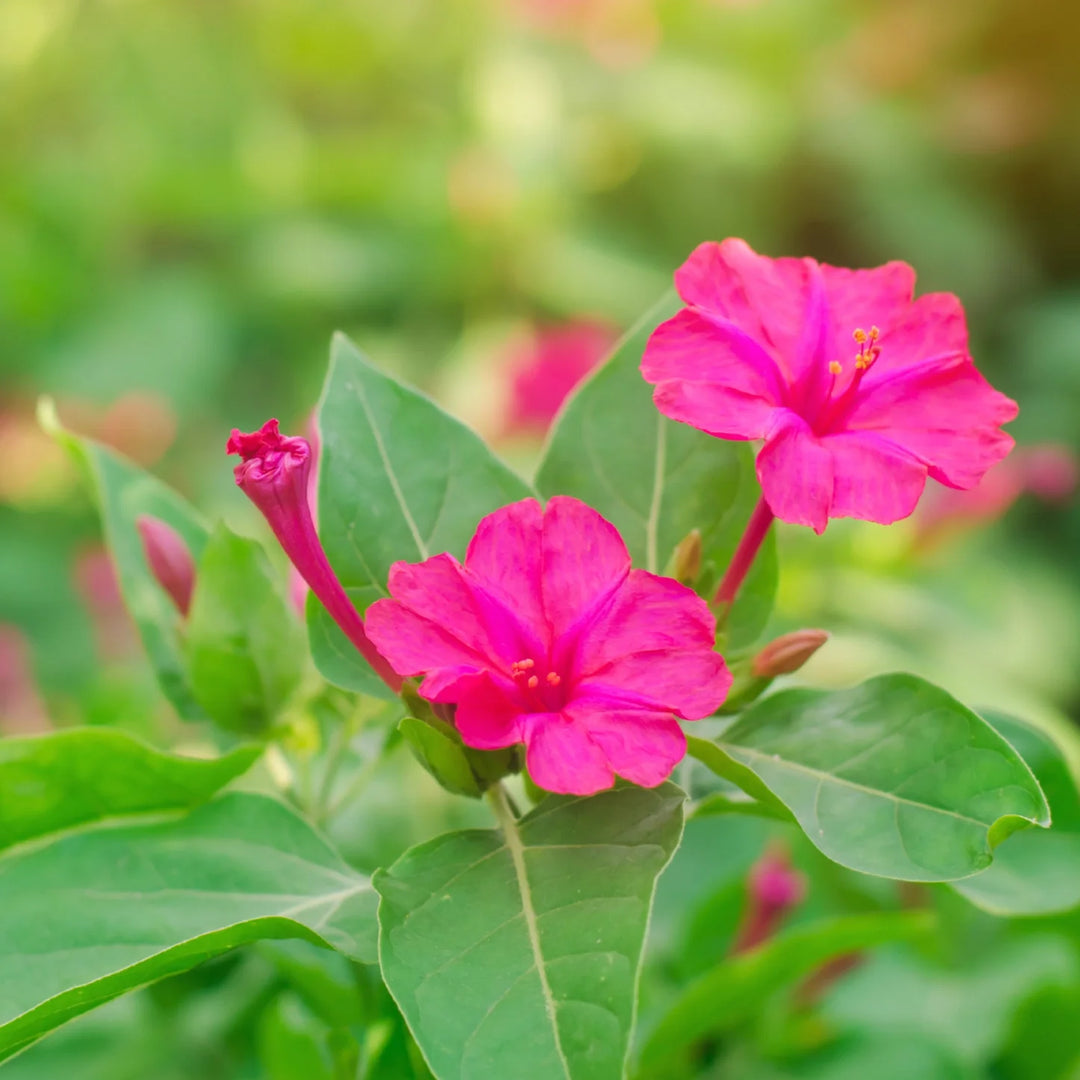 Heirloom Non-GMO Pink Mirabilis Jalapa Flower Seeds for Garden Planting – Fragrant Evening Blooms