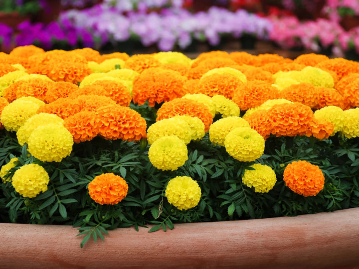 Marigold Flower Seeds for Planting - Yellow & Orange 100 pcs