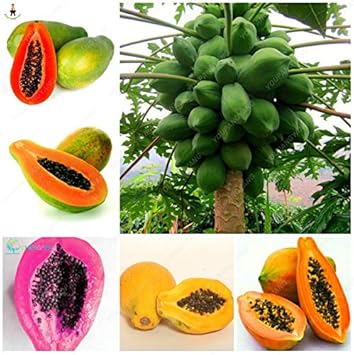 Mixed Papaya Fruit Seeds for Planting – Grow Tropical, Sweet Papayas in Multiple Varieties