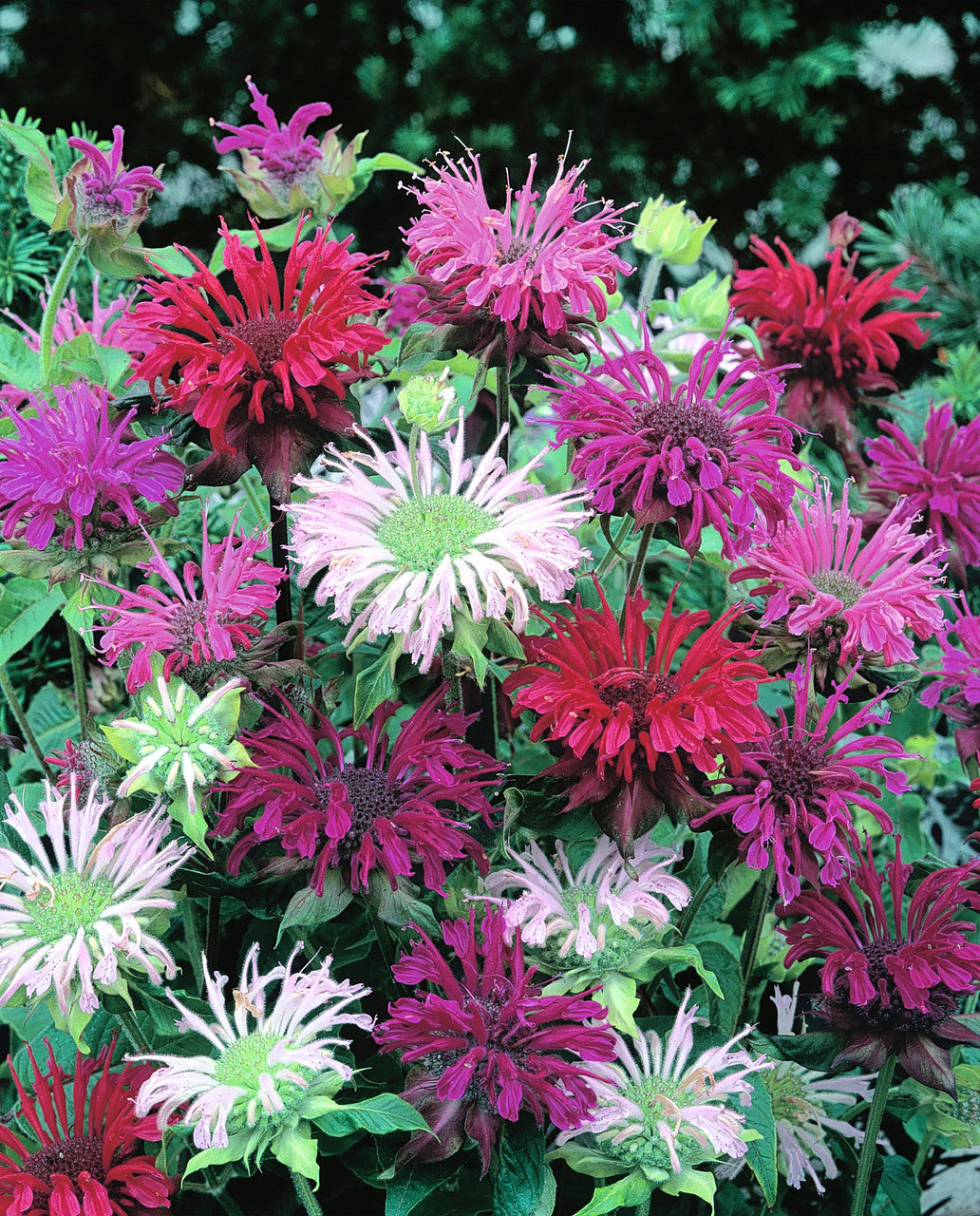 Monarda ‘Panorama Mix Bergamot Flower Seeds for Planting - Organic, Fresh Heirloom and Non-GMO Garden Seeds