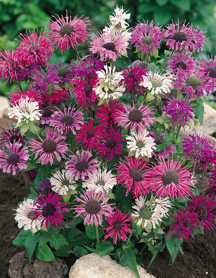 Monarda ‘Panorama Mix Bergamot Flower Seeds for Planting - Organic, Fresh Heirloom and Non-GMO Garden Seeds