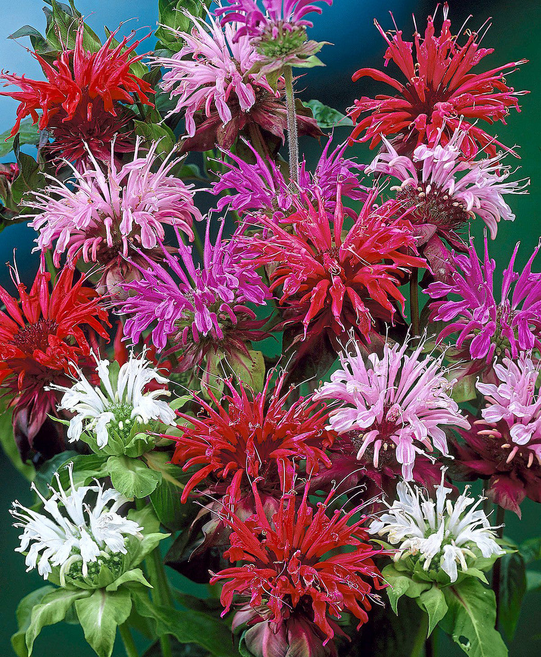 Monarda ‘Panorama Mix Bergamot Flower Seeds for Planting - Organic, Fresh Heirloom and Non-GMO Garden Seeds