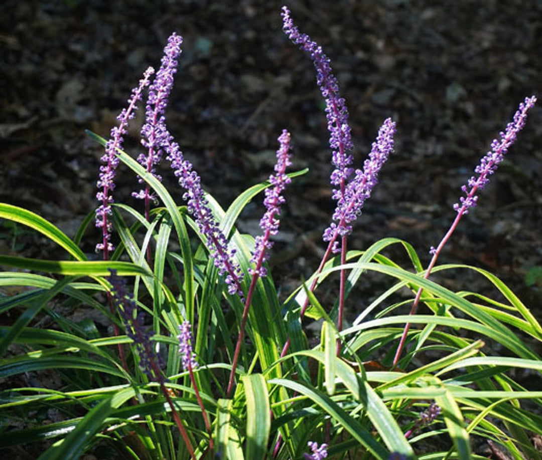 Monkey Grass Seeds for Planting – Low Maintenance Ground Cover, Drought Tolerant, Heirloom & Non-GMO Seeds