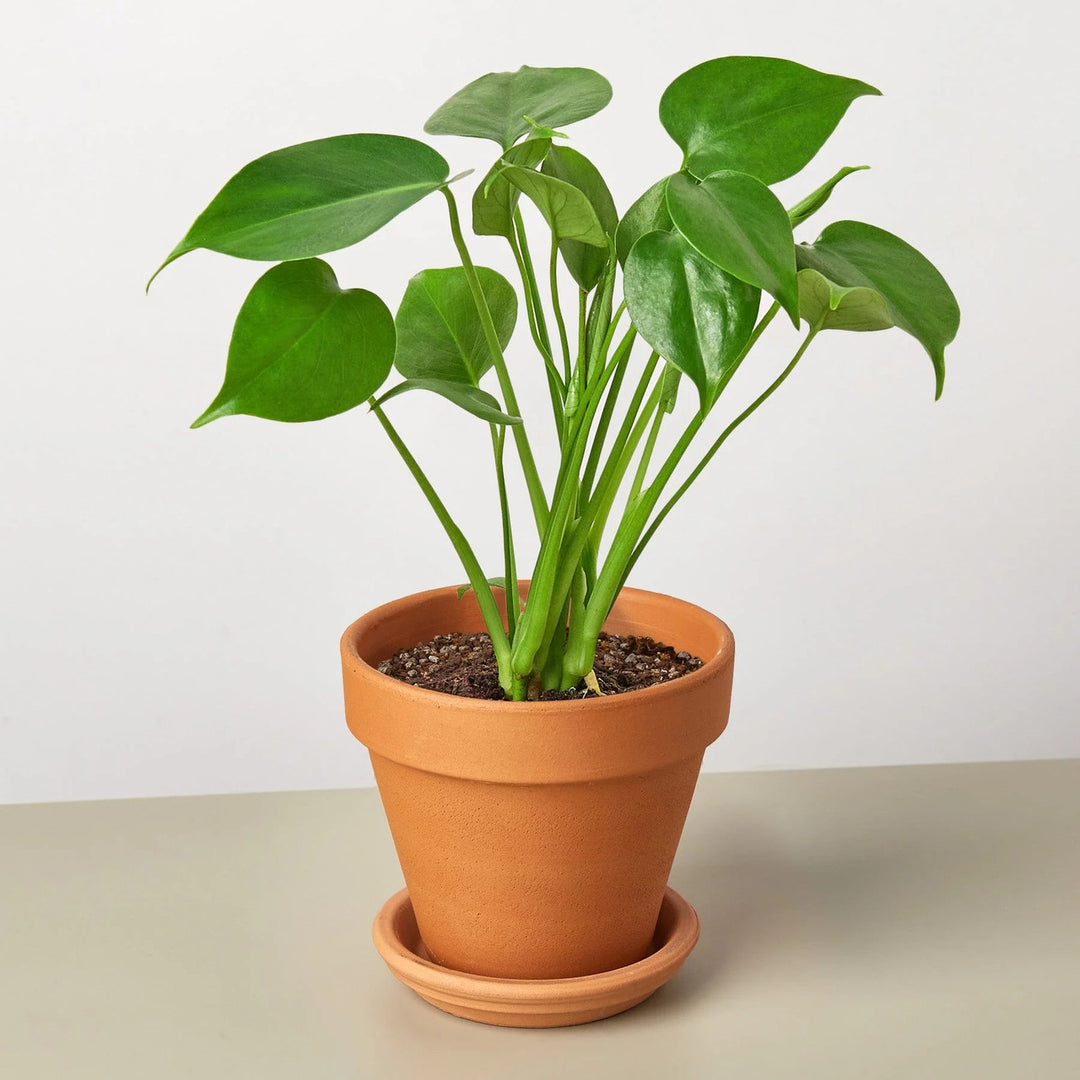 philodendron imbe ginny from seeds Philodendron Plant Seeds for Planting – 100 pcs, Heirloom, Non-GMO, High Germination Organic Seeds
