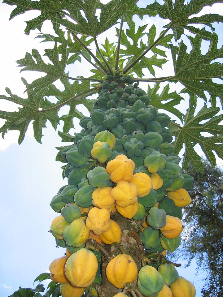 Mountain Papaya (Vasconcellea pubescens) Fruit Tree Seeds for Planting – High Yield, Excellent Quality