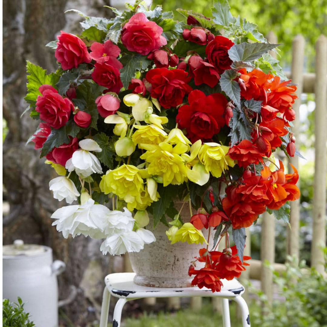 heirloom begonia flower seeds