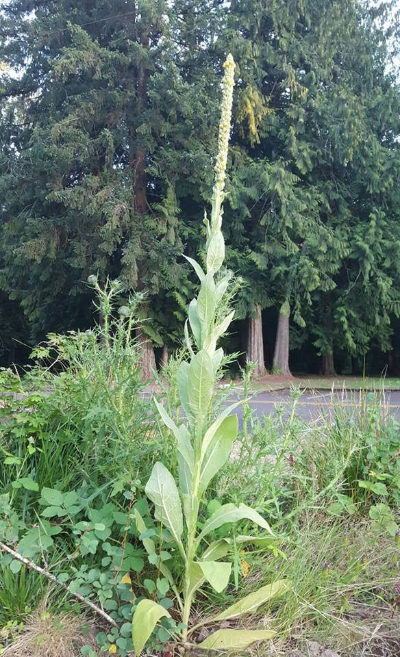 Grønne Verbascum Thapsus plantefrø til udplantning - 100 stk