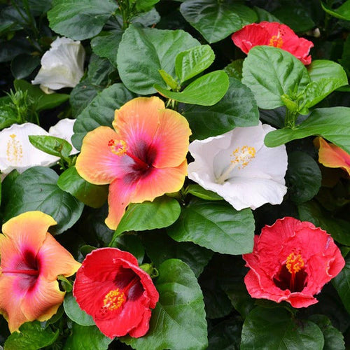 heirloom non flower seeds