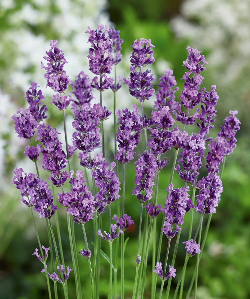 munstead lavender seeds Lavender Munstead Seeds – Heirloom Non-GMO, High Germination – Neeraseeds