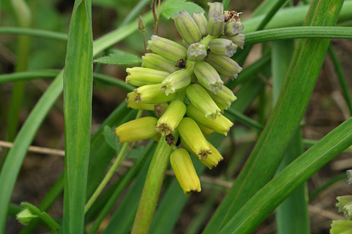 Macrocarpum Seeds for Planting – Organic, Heirloom, Non-GMO Flowering Plant Seeds