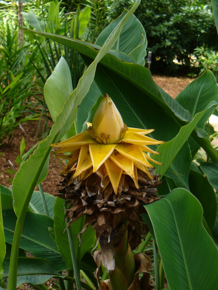 Heirloom Musella Lasiocarpa Flower Seeds for Planting – Rare Tropical Garden Plant