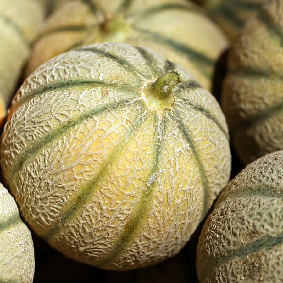 Charentais Cantaloupe Melon Seeds – Heirloom Netted Musk Melon with Sweet Orange Flesh for Home Garden Planting