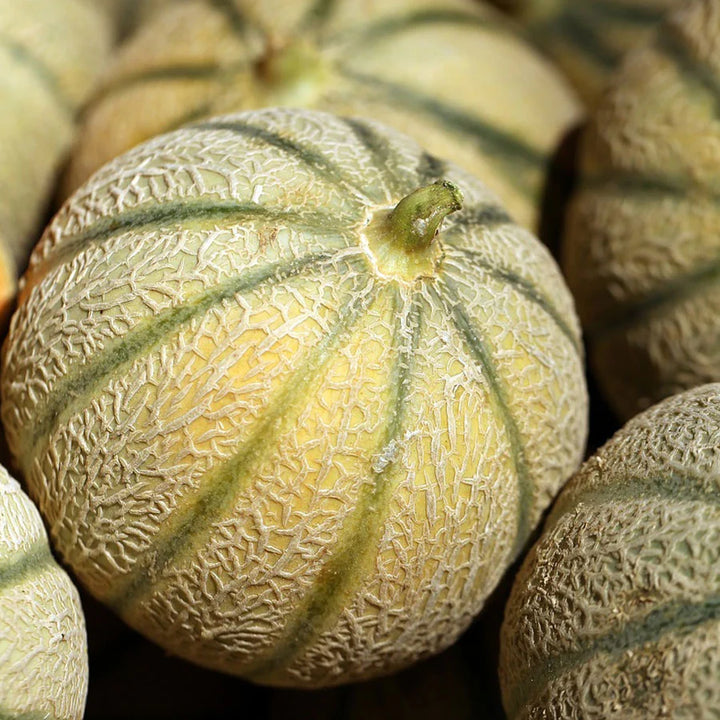 Charentais Cantaloupe Melon Seeds – Heirloom Netted Musk Melon with Sweet Orange Flesh for Home Garden Planting