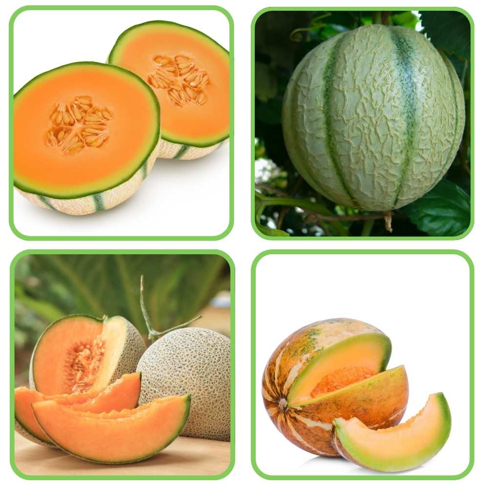 Cantaloupe melon frugtfrø til plantning Blandet 100 stk