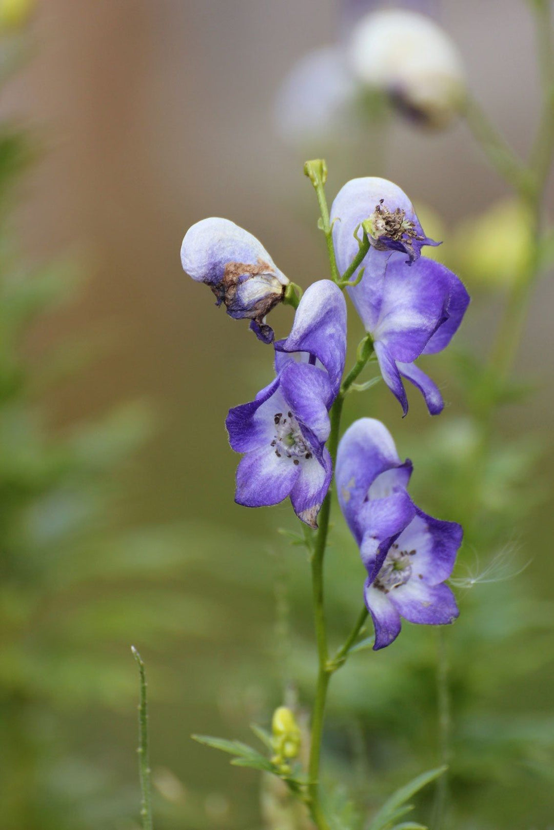 Blue Monkshood Flower Seeds for Planting - 100 pcs