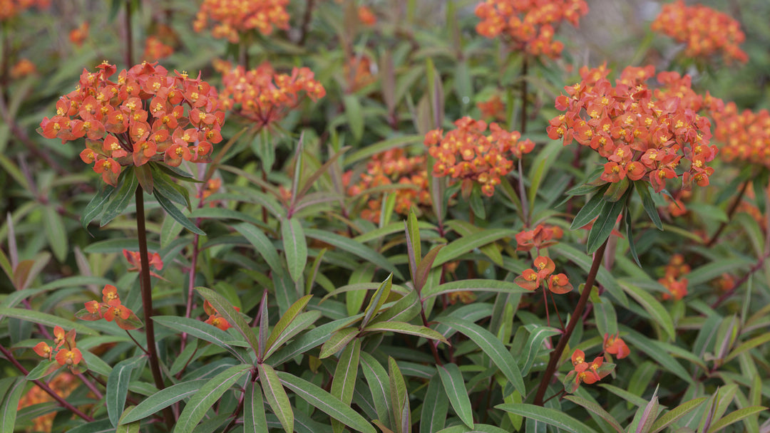 Red Euphorbia Griffithii Flower Seeds for Planting - 100 pcs