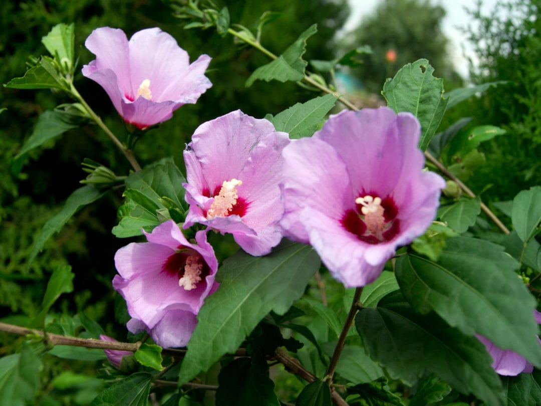 rose of flower seeds