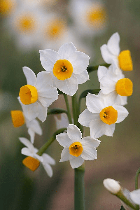 narcissus flower flower seeds