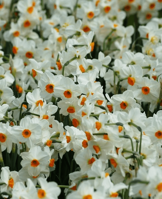 Narcissus Flower Seeds for Planting, Heirloom, Non-GMO, 100 pcs