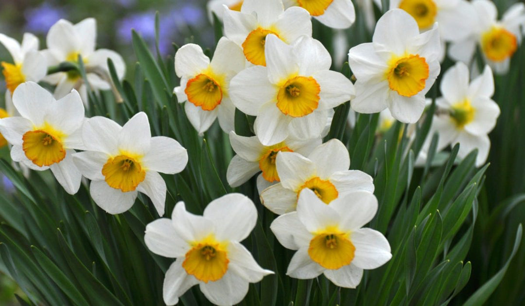 Narcissus Flower Seeds for Planting, Heirloom, Non-GMO, 100 pcs