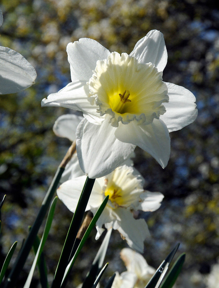 Hvide Narcissus Blomsterfrø 100 stk