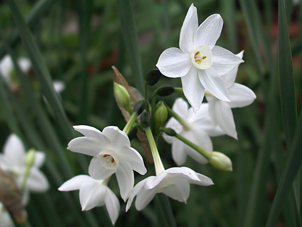 Narcissus Blomsterfrø til Plantning Hvide 100 stk