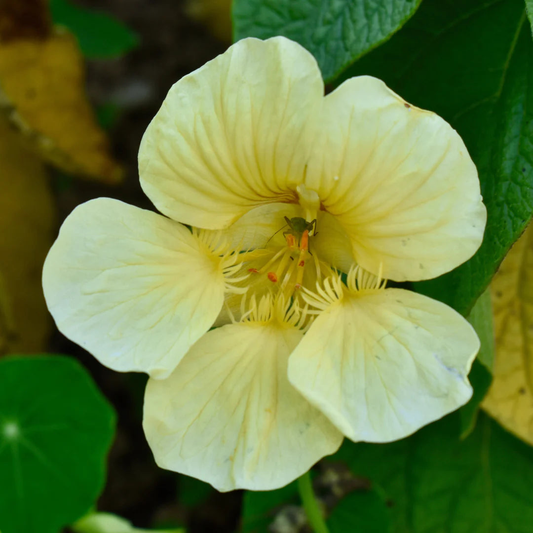 Lysegul Nasturtium Blomsterfrø 100 stk